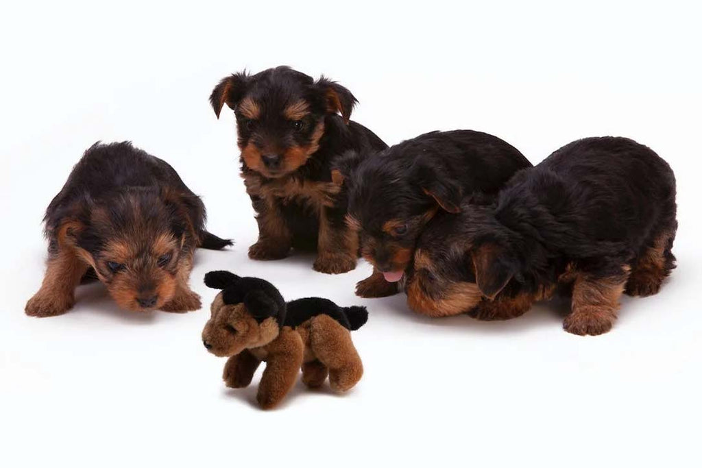 6-top reasons to use custom plush toys for animal nonprofits